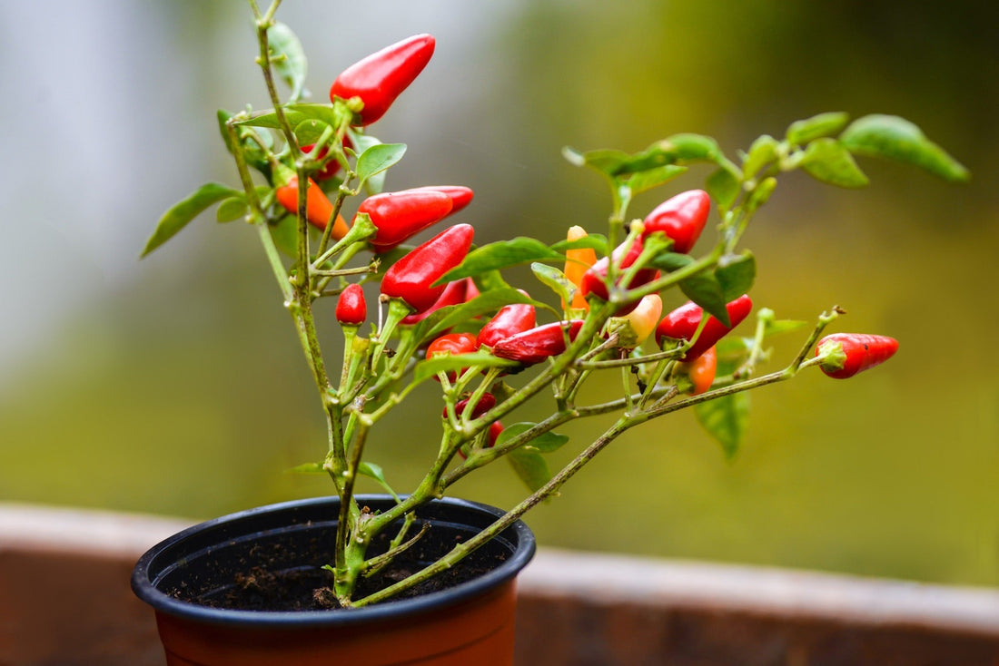 a chilli plant growing in a container outside sprouting lots of red, orange and green chillis with a grassy green background that has been blurred