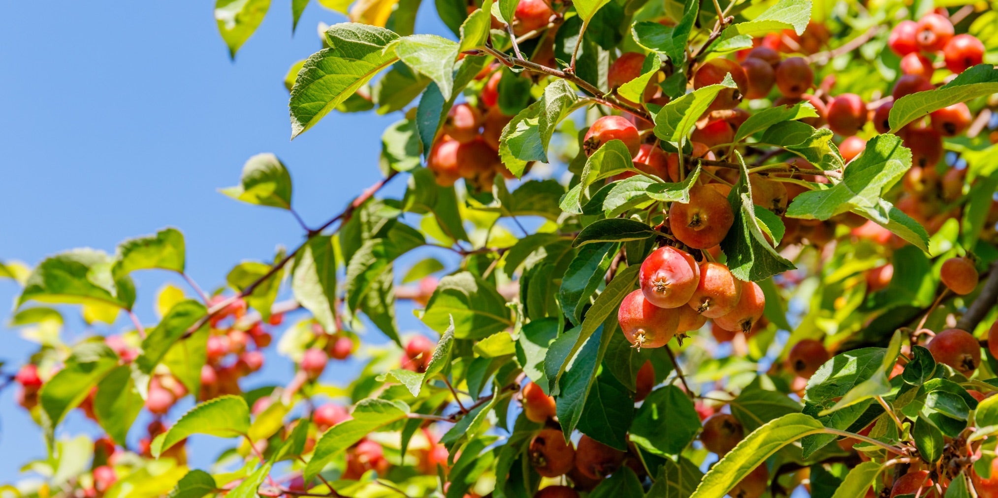red crab apples on a crabapple tree with lots of green leaves and a blue sky in the background