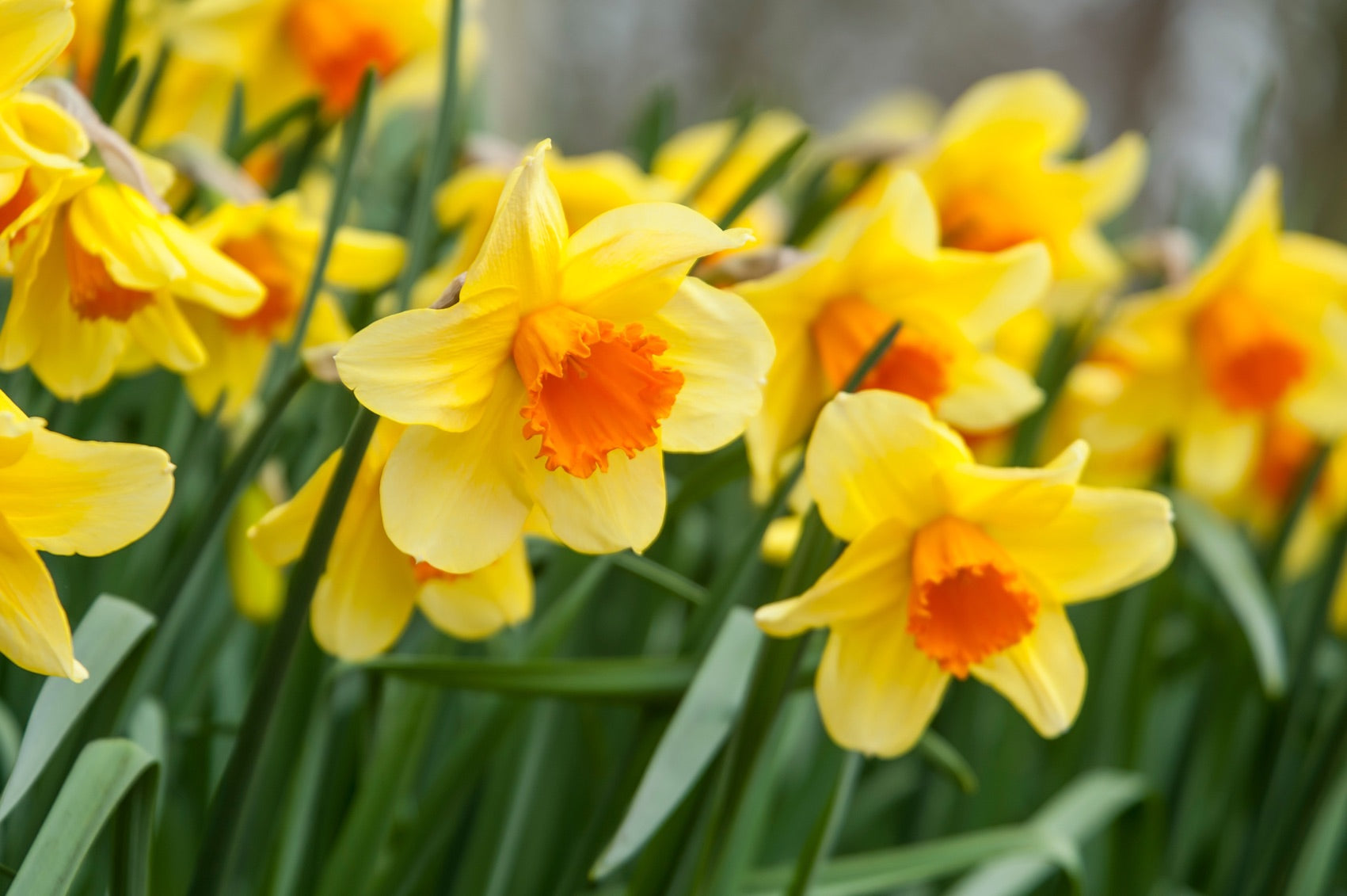 yellow daffodils with orange centres growing in a cluster outside