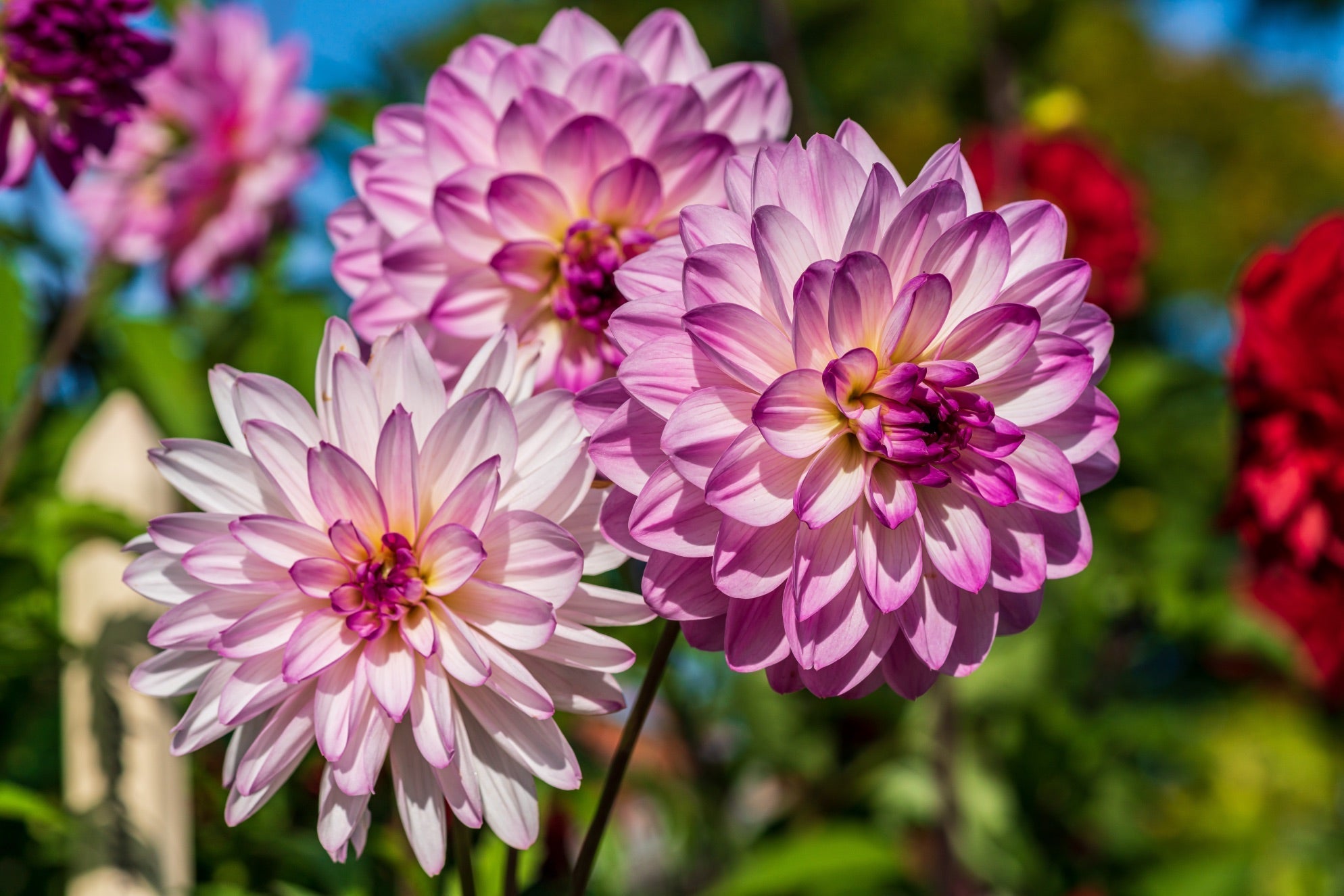 Three pink flowering dahlias in front of other flowering red dahlias that are growing outside.