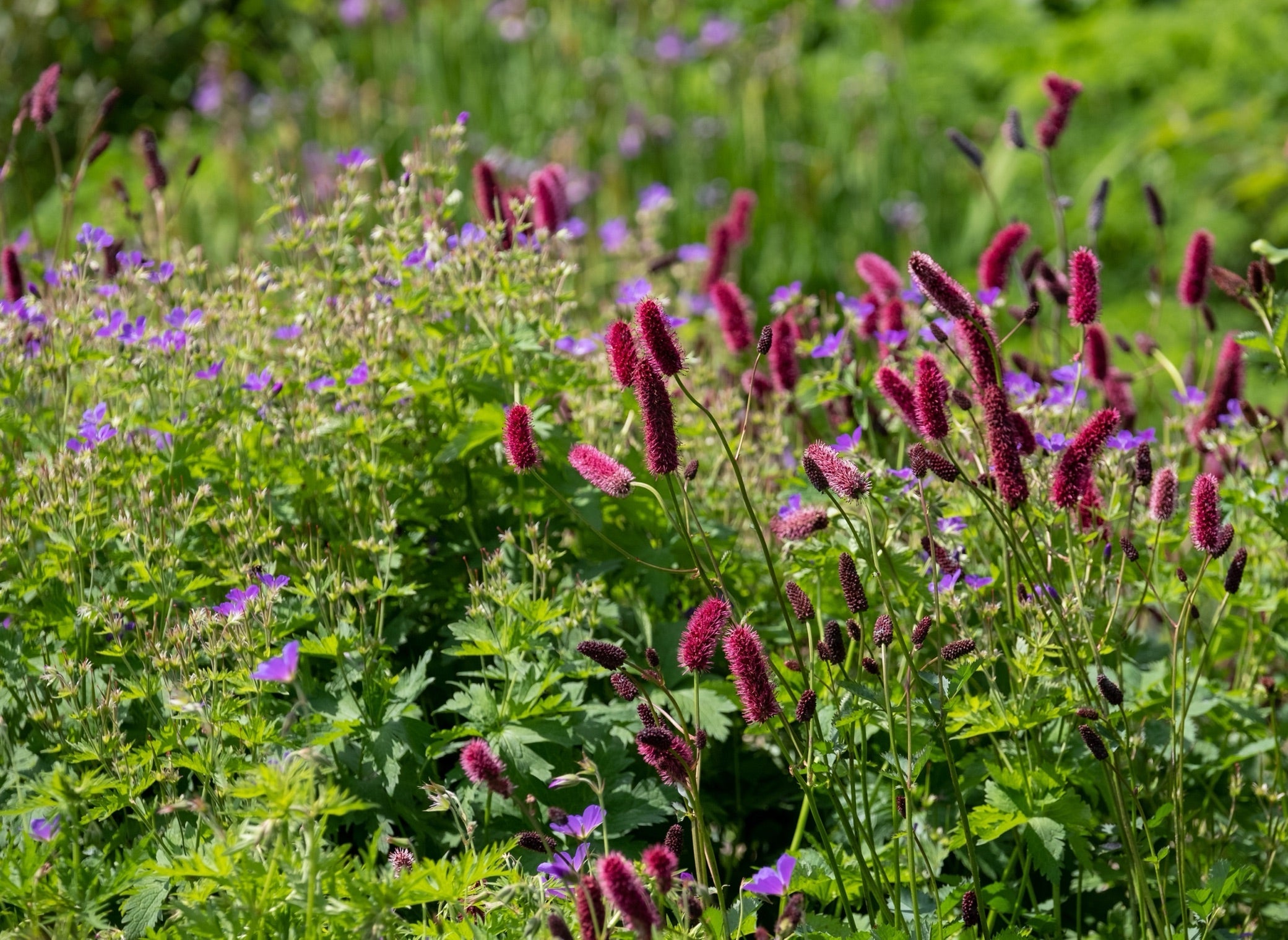 reddish-purple perennial Sanguisorba Tanna Burnet flowers growing outside in a flower bed