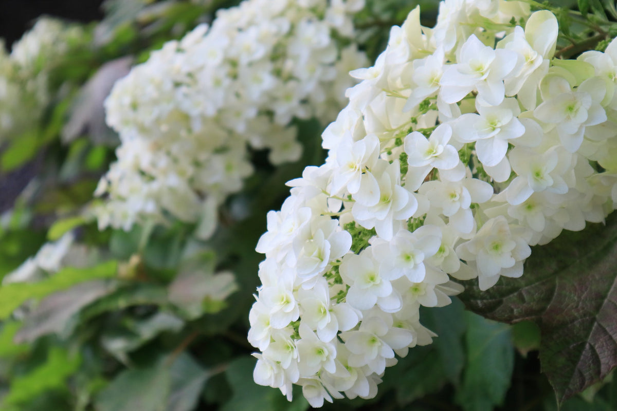 5 Must-Grow Dwarf Hydrangea Cultivars For A Narrow Border Or Garden Bed ...