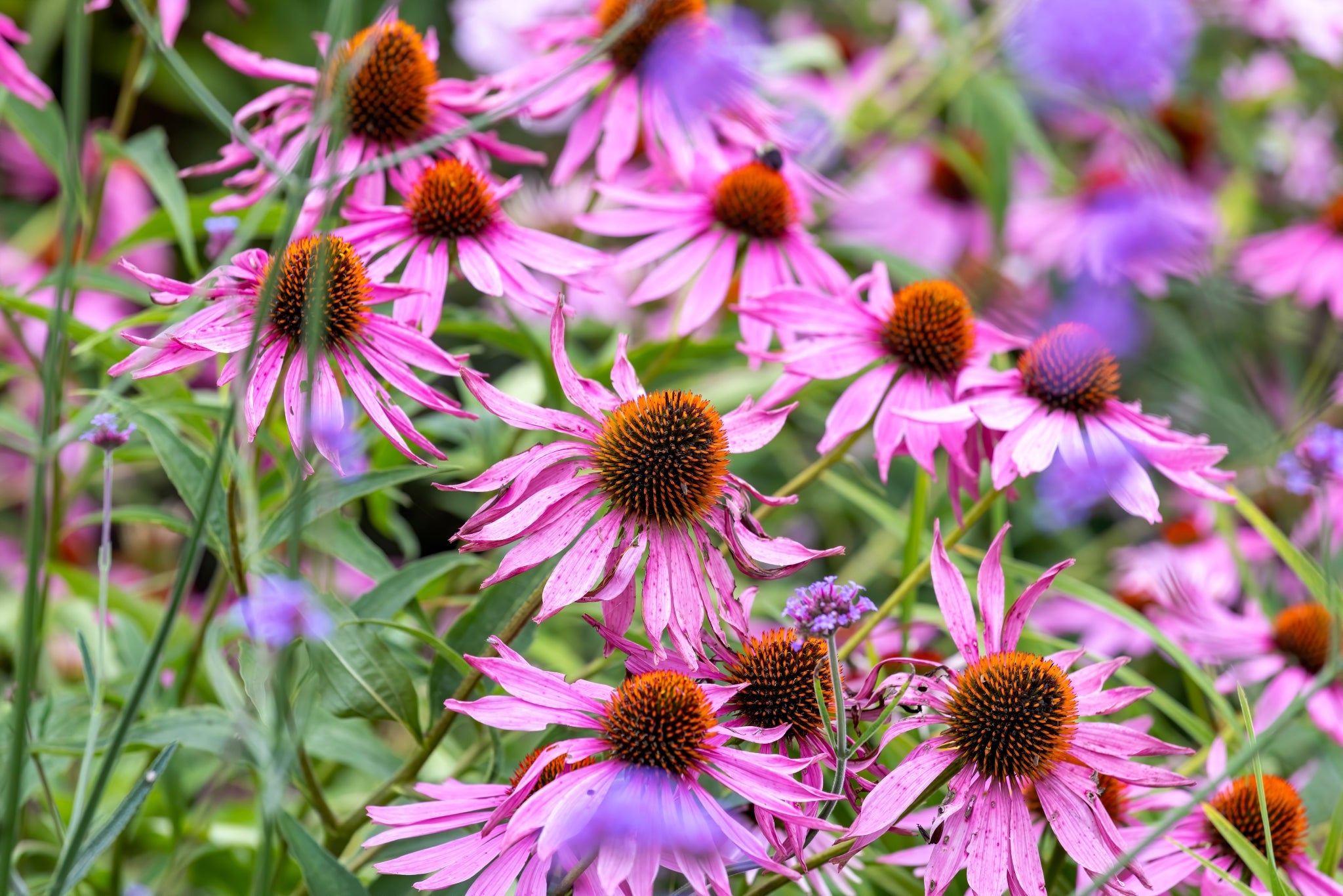 pink flowering Echinacea Purpurea plants growing outside in a field