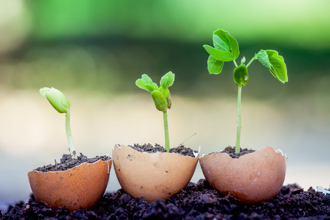 three eggshells being used as mini planters filled with soil, all with different sized seedlings growing from them
