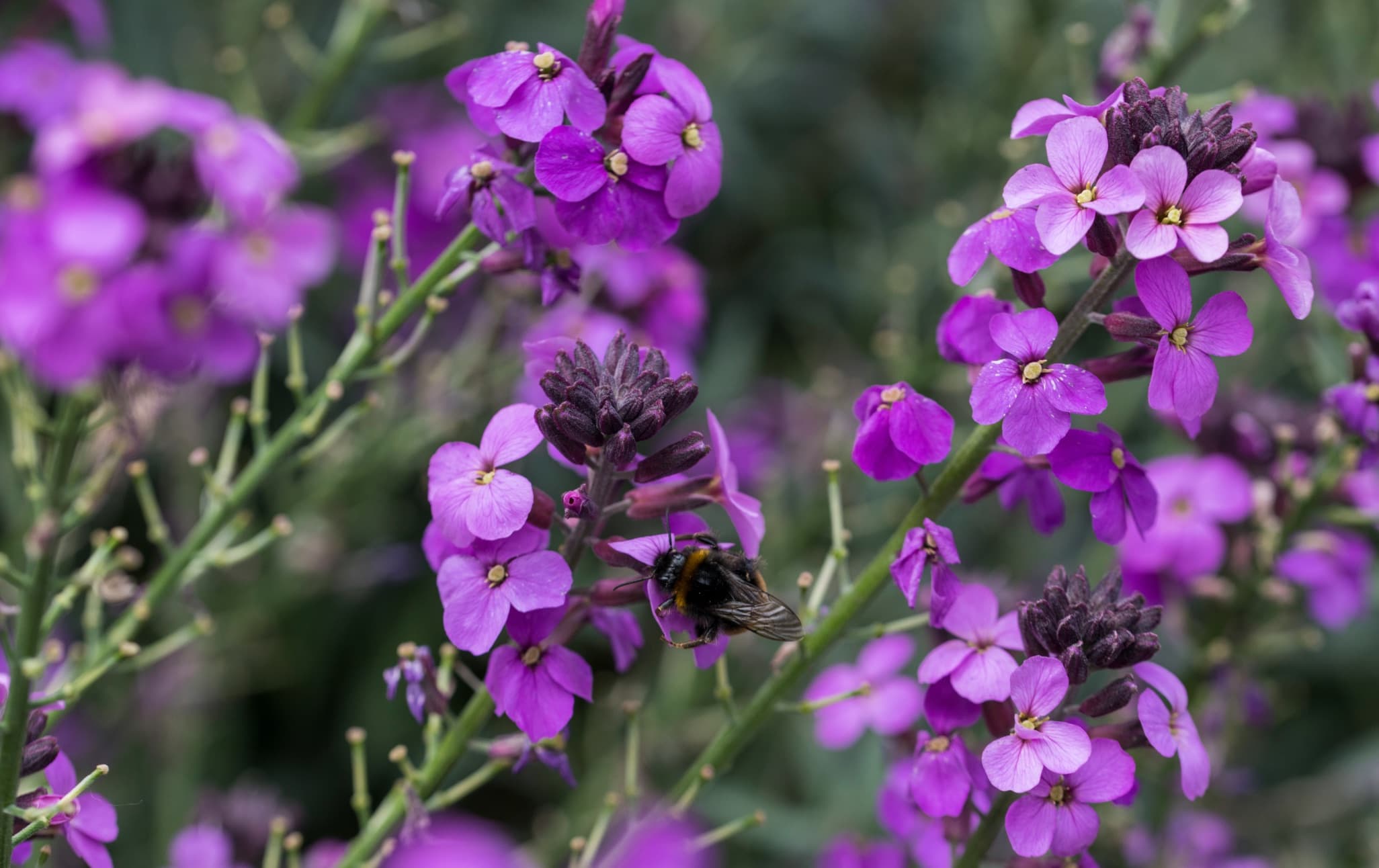 purple Erysimum Bowles's Mauve with a bumblebee