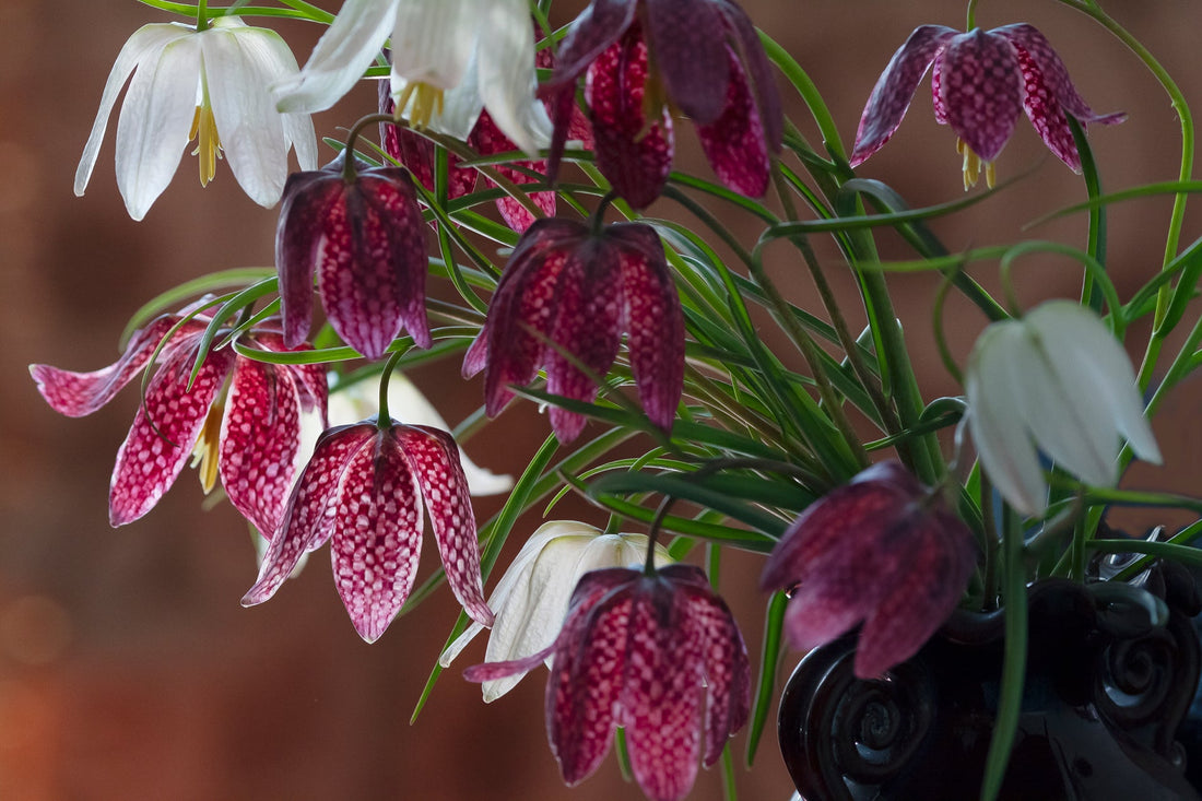 pink and white bell-shaped flowers from a snake's head fritillary plant growing from green stems in a container indoors