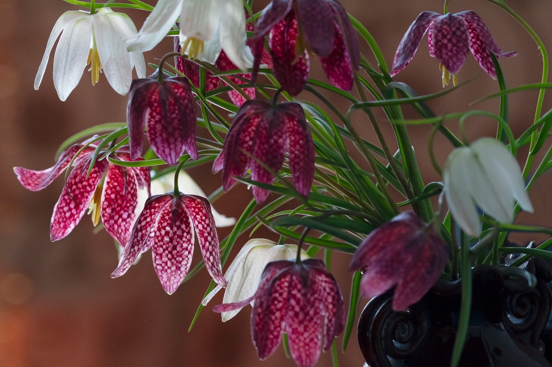pink and white bell-shaped flowers from a snake's head fritillary plant growing from green stems in a container indoors
