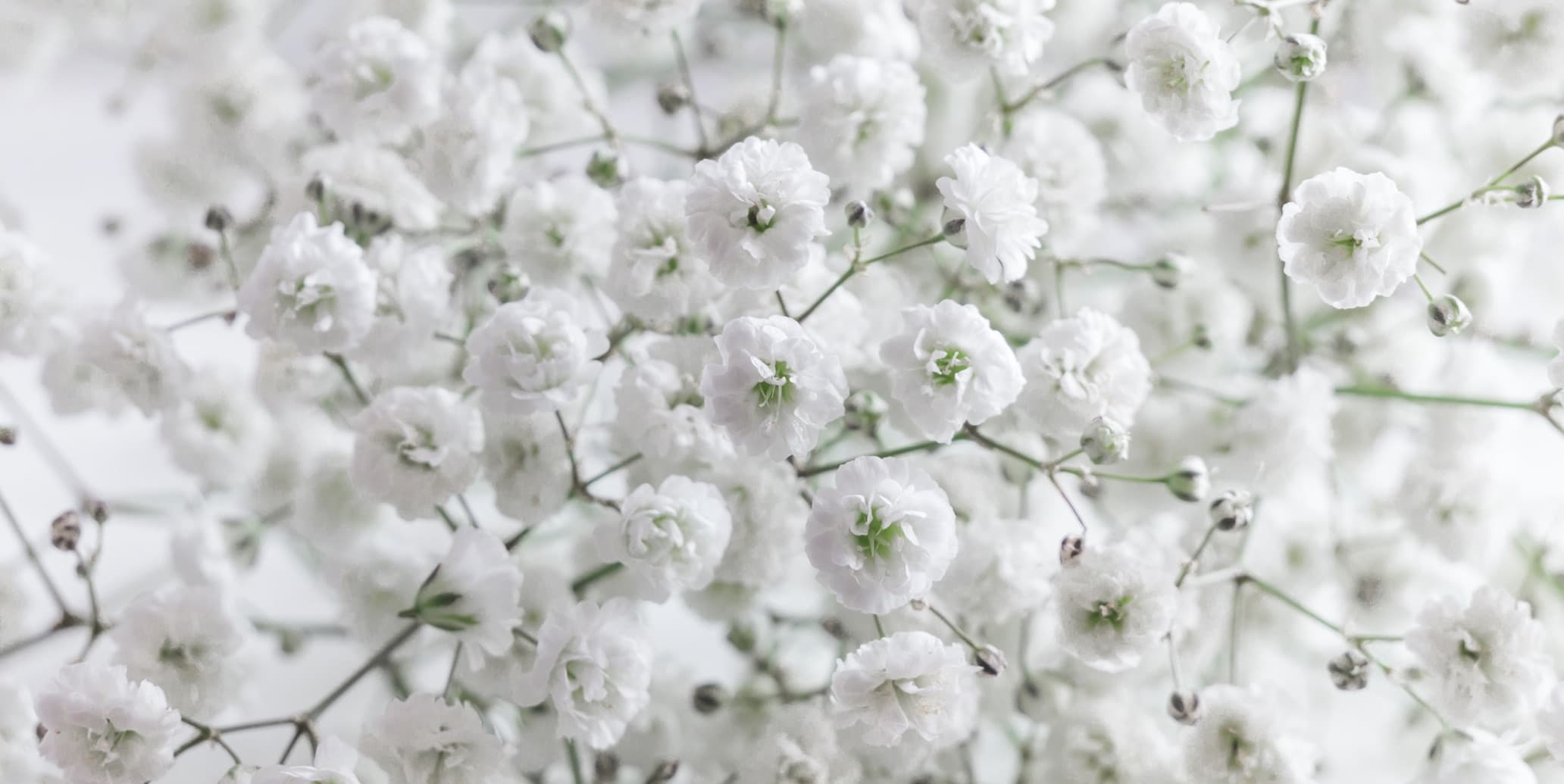 multiple white Gypsophila flowers