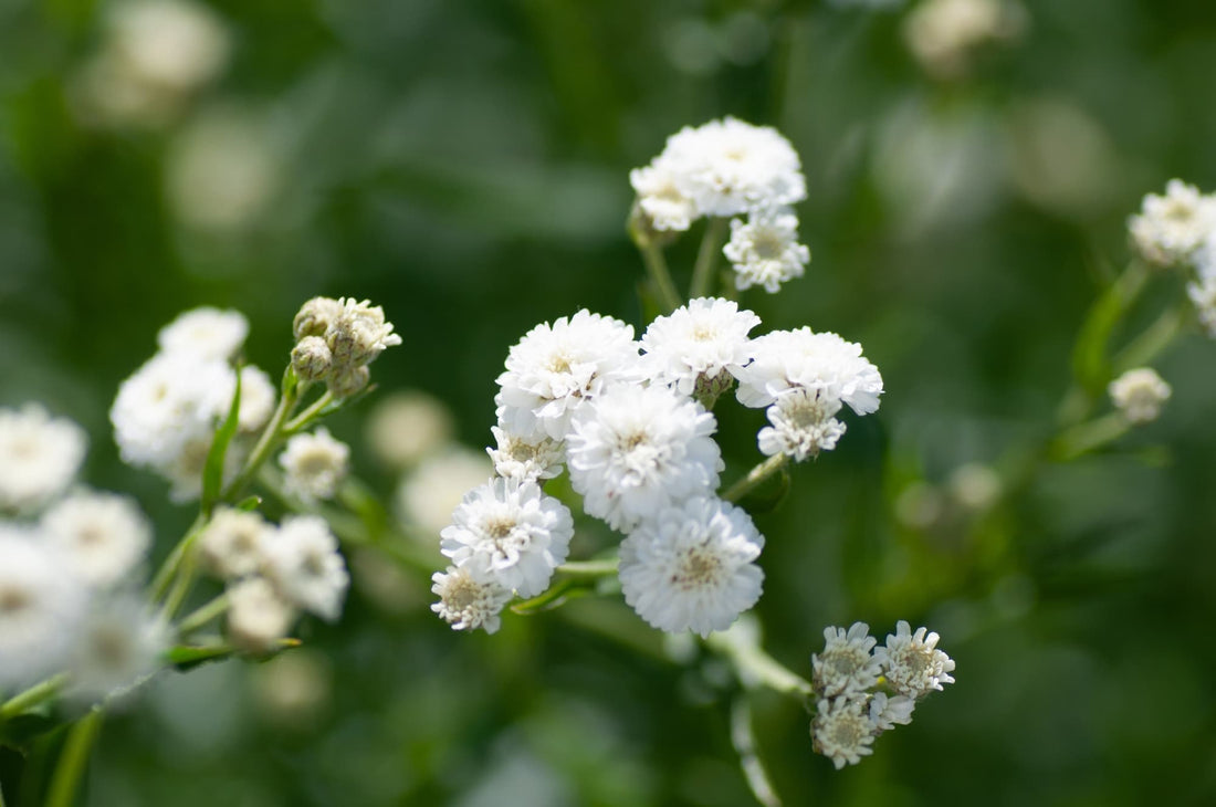 Gypsophila with globular clusters of white flowers growing from thin stems