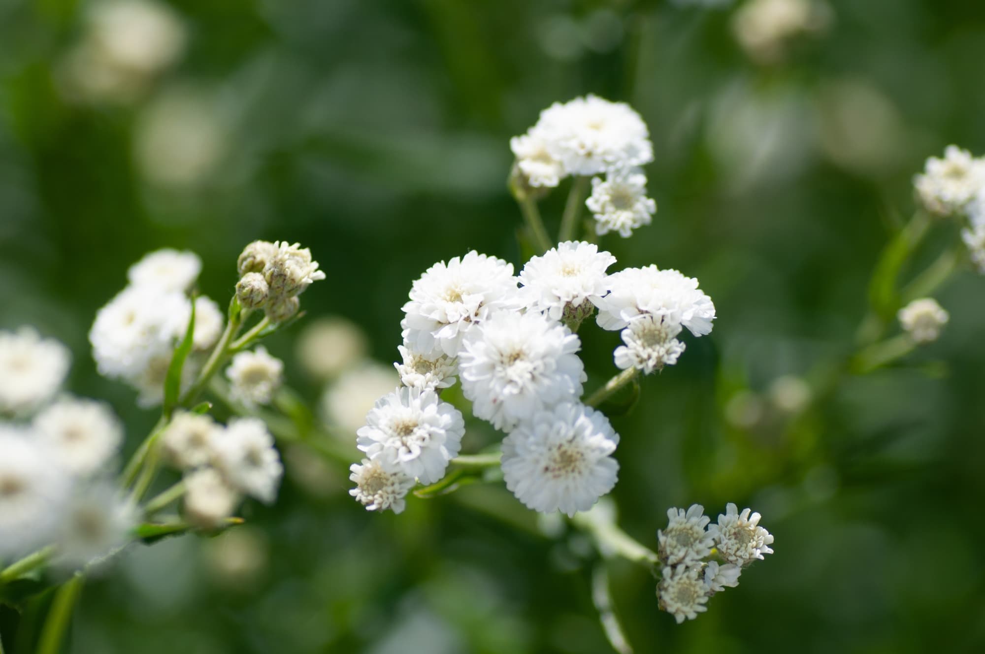 Gypsophila with globular clusters of white flowers growing from thin stems