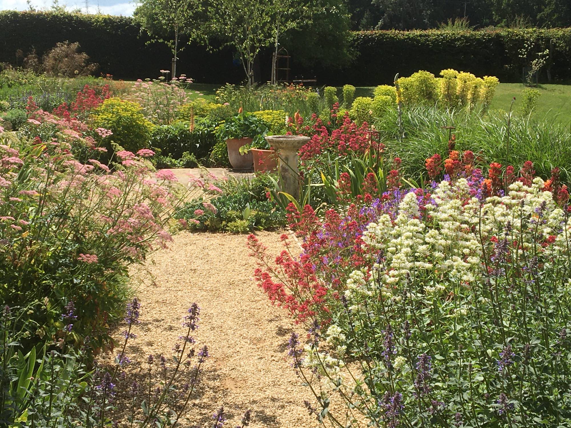 Sarah Eberle design with a path surrounded by various yellow and purple flowering plants