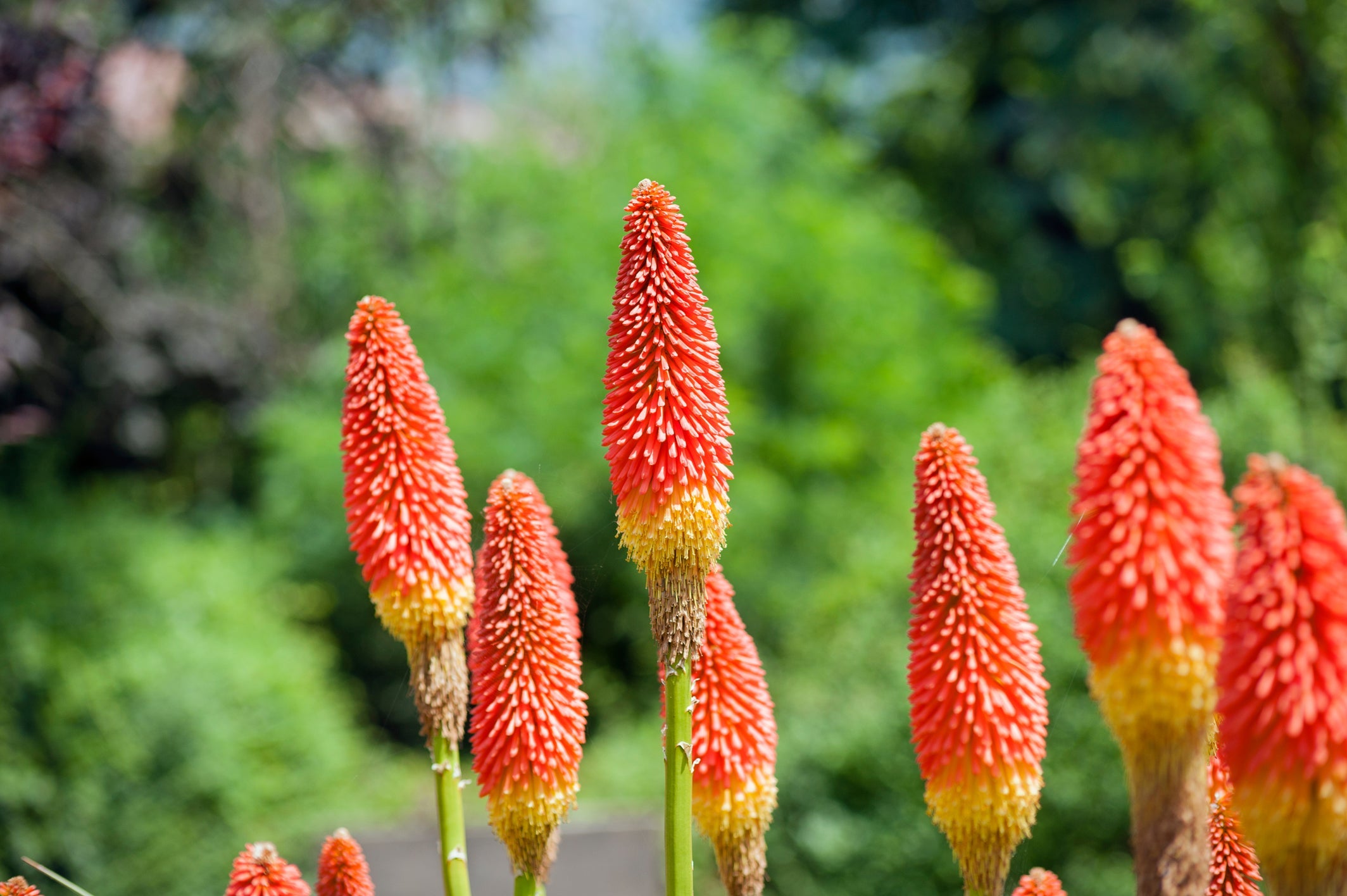 kniphofia with red and yellow flowers on long stems in front of various trees and shrubs