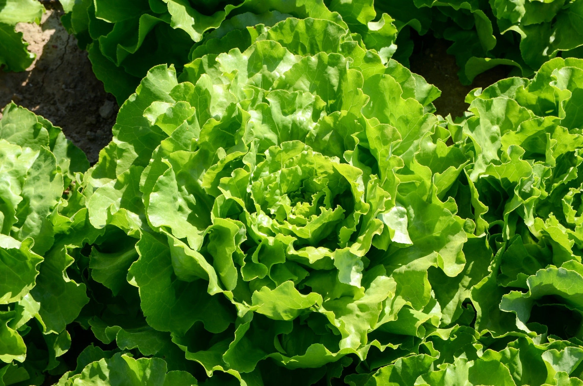 A fully-grown lettuce plant with a round head and lots of leaves.