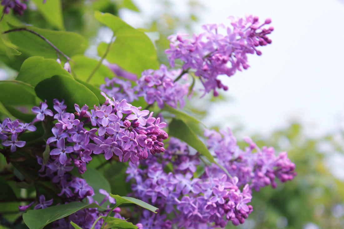 Lilac plant with purple flowers growing outside with green foliage in the background