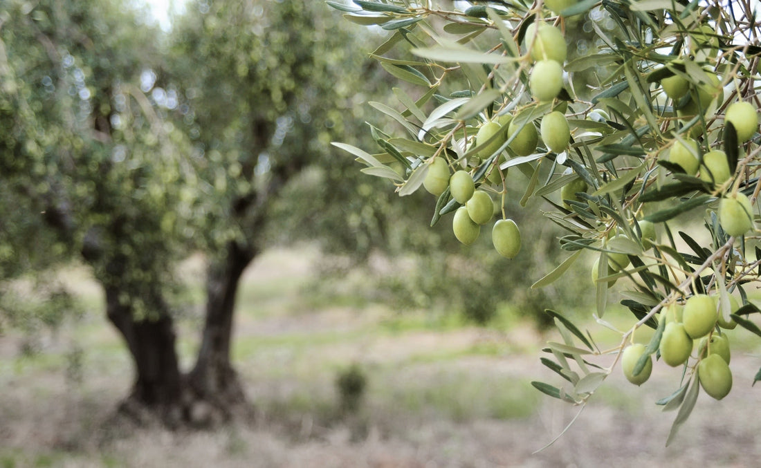 a close-up of the branch of an olive tree with lots of greens fruits with another olive tree growing in the background outside