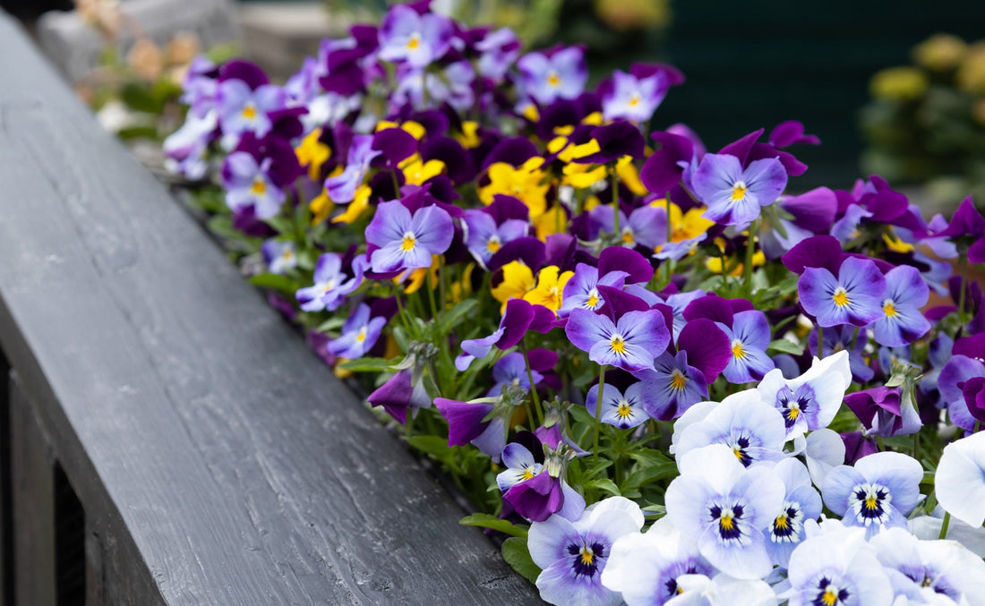 purple, yellow and white flowering pansies growing in a grey flower bed outside