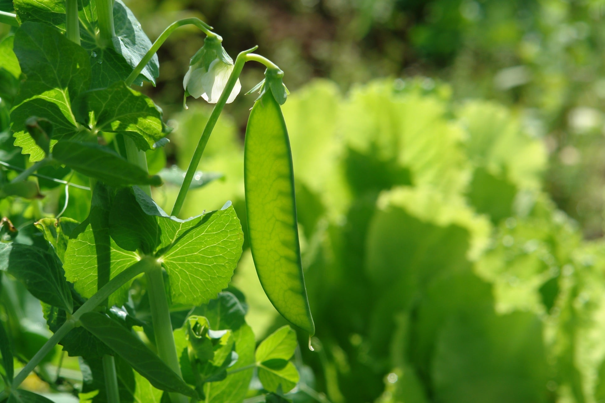 A sugar pea in the sunlight growing in front of lots of other green plants.