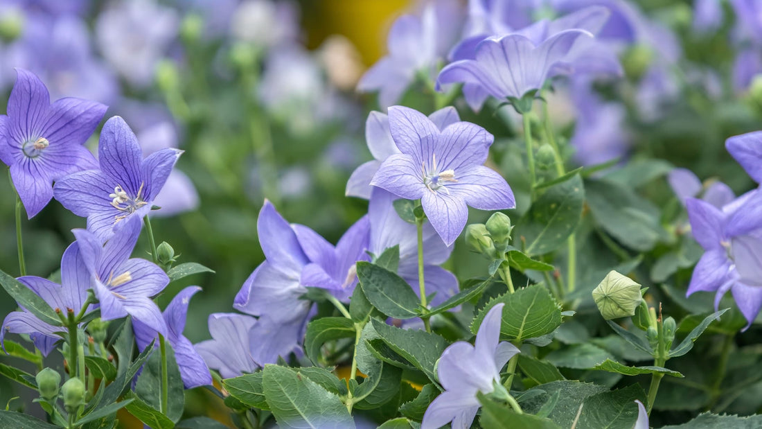 purple flowers of Platycodon grandifloras