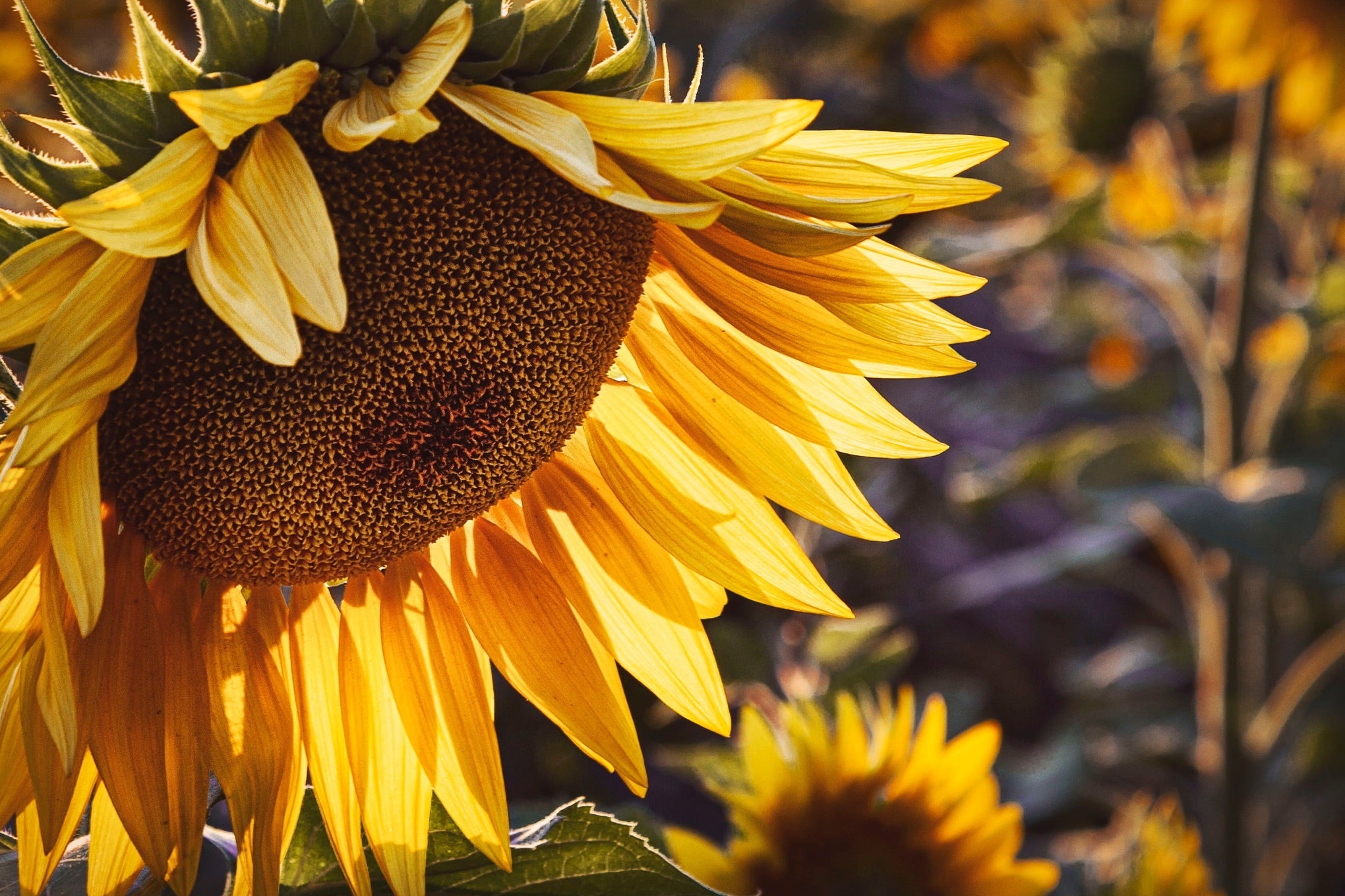 a close-up of the head of a sunflower growing in a field of other sunflower plants