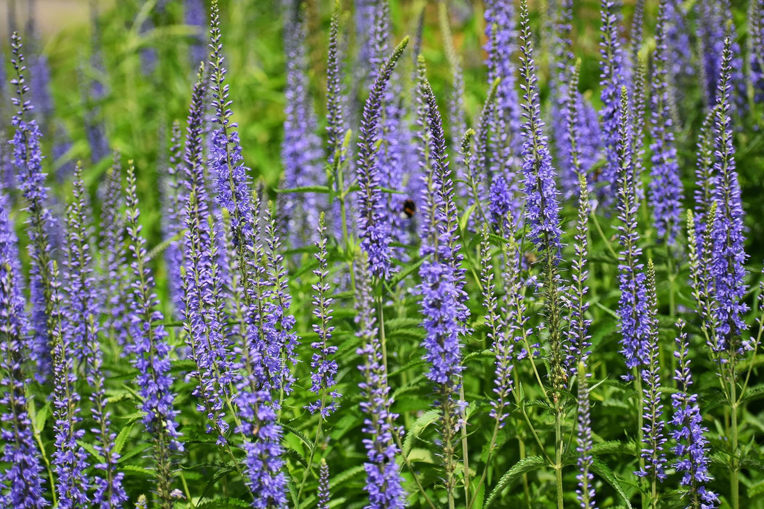 purple upright blooms of Veronica Longifolia