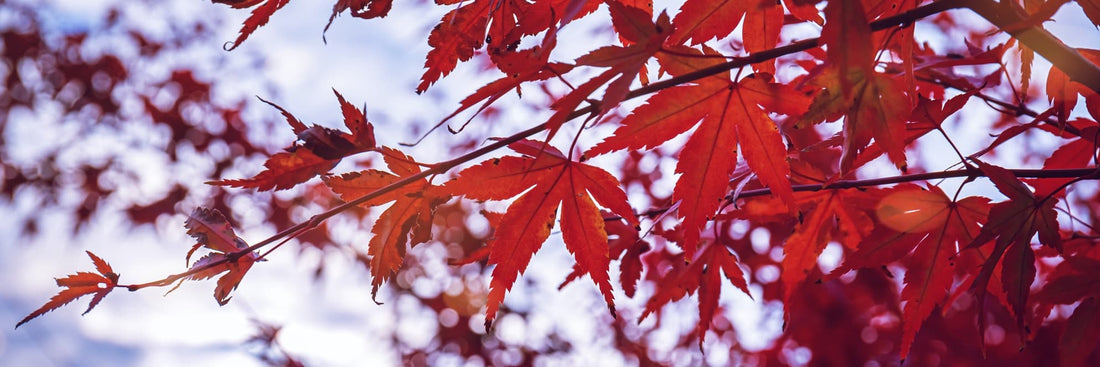 Red Acer palmatum foliage