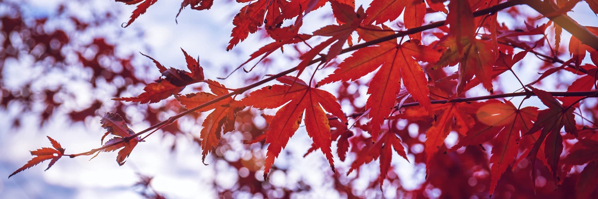 Red Acer palmatum foliage