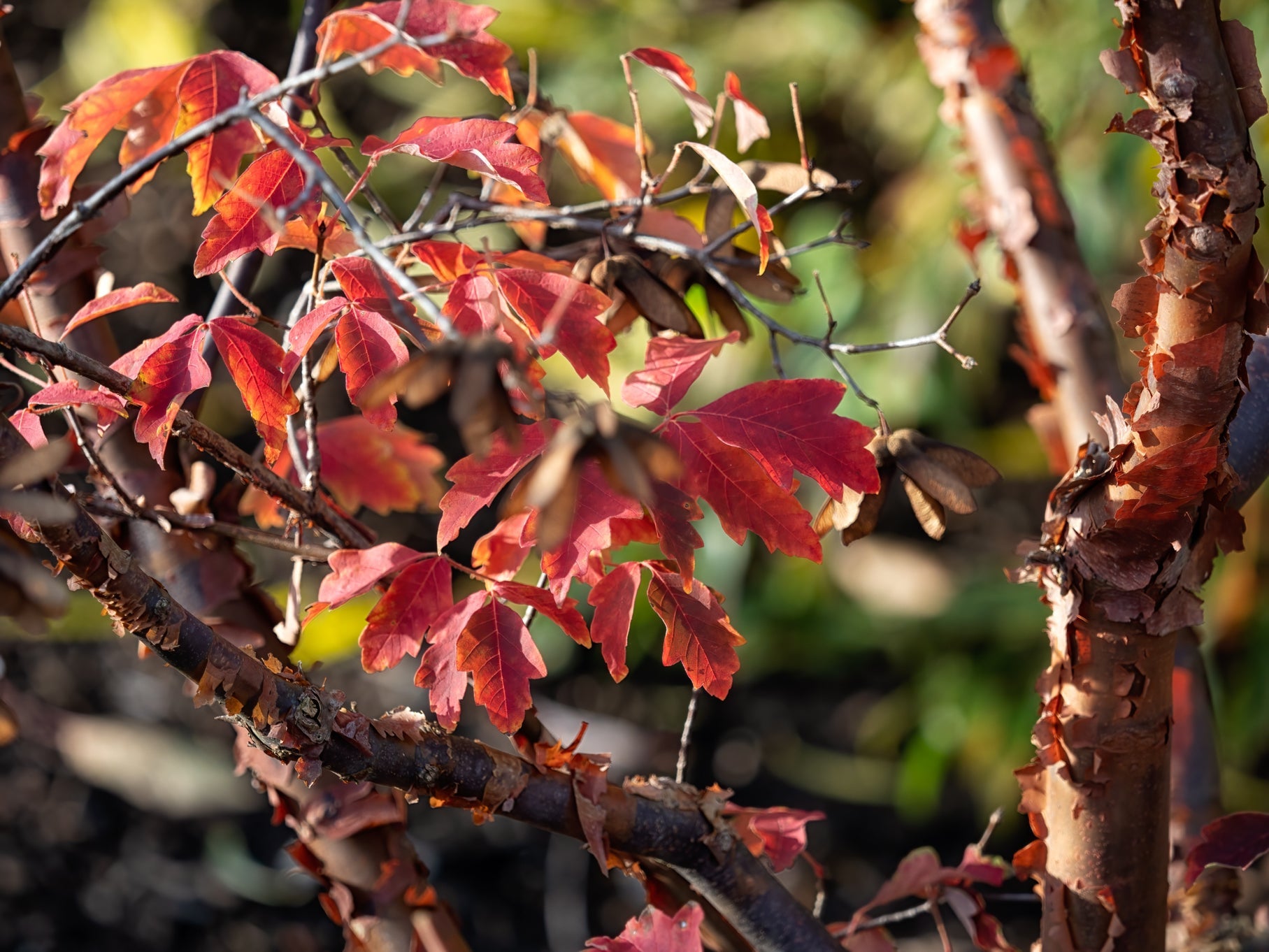 acer tree with red leaves growing outside
