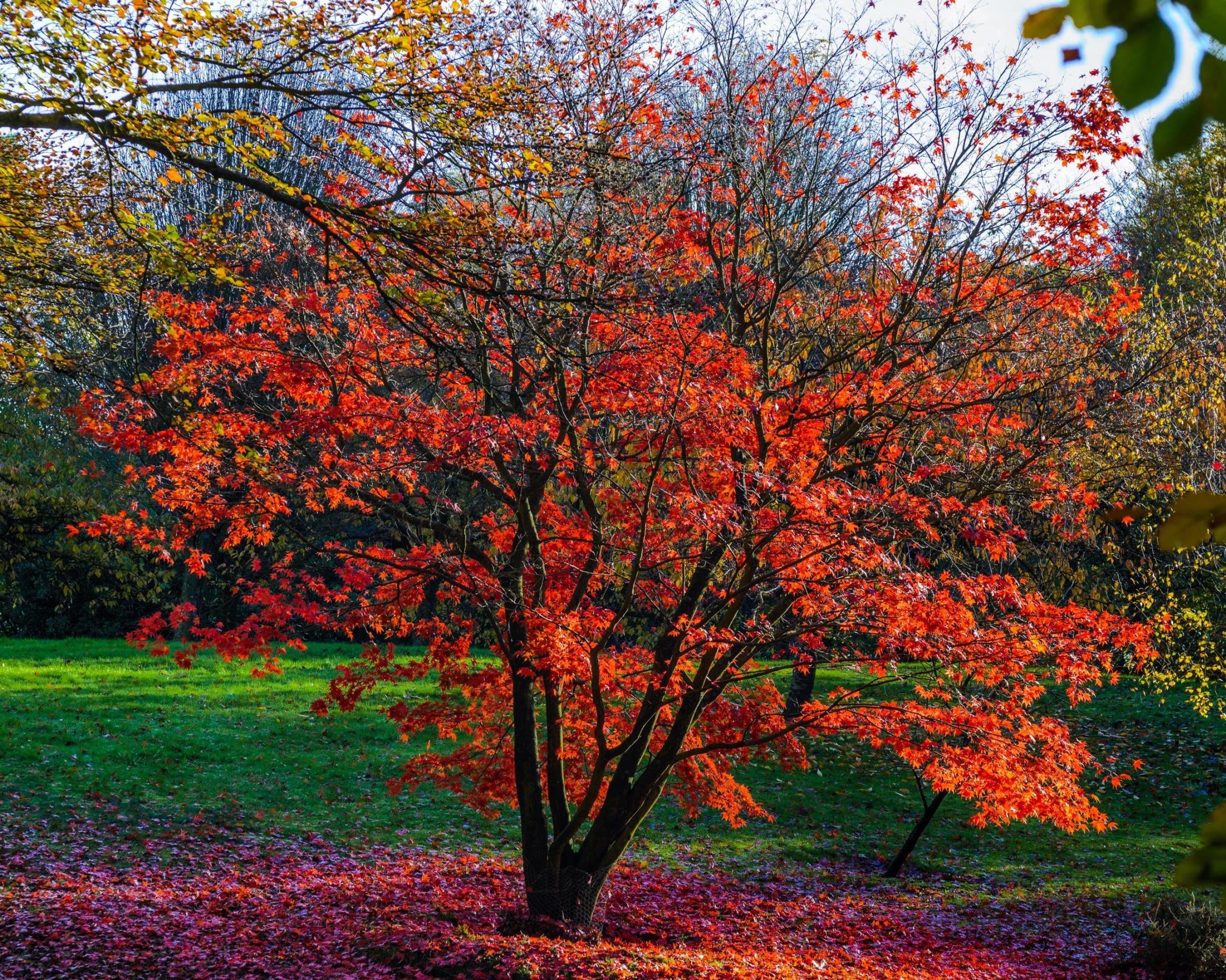 a Red Japanese maple
