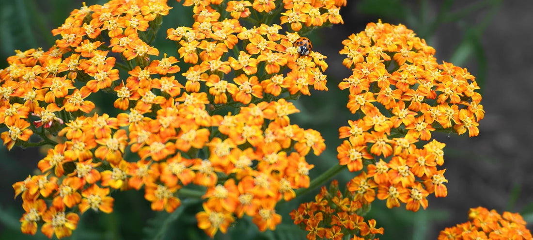 ladybird sat on the terracotta blooms of Achillea millefolium