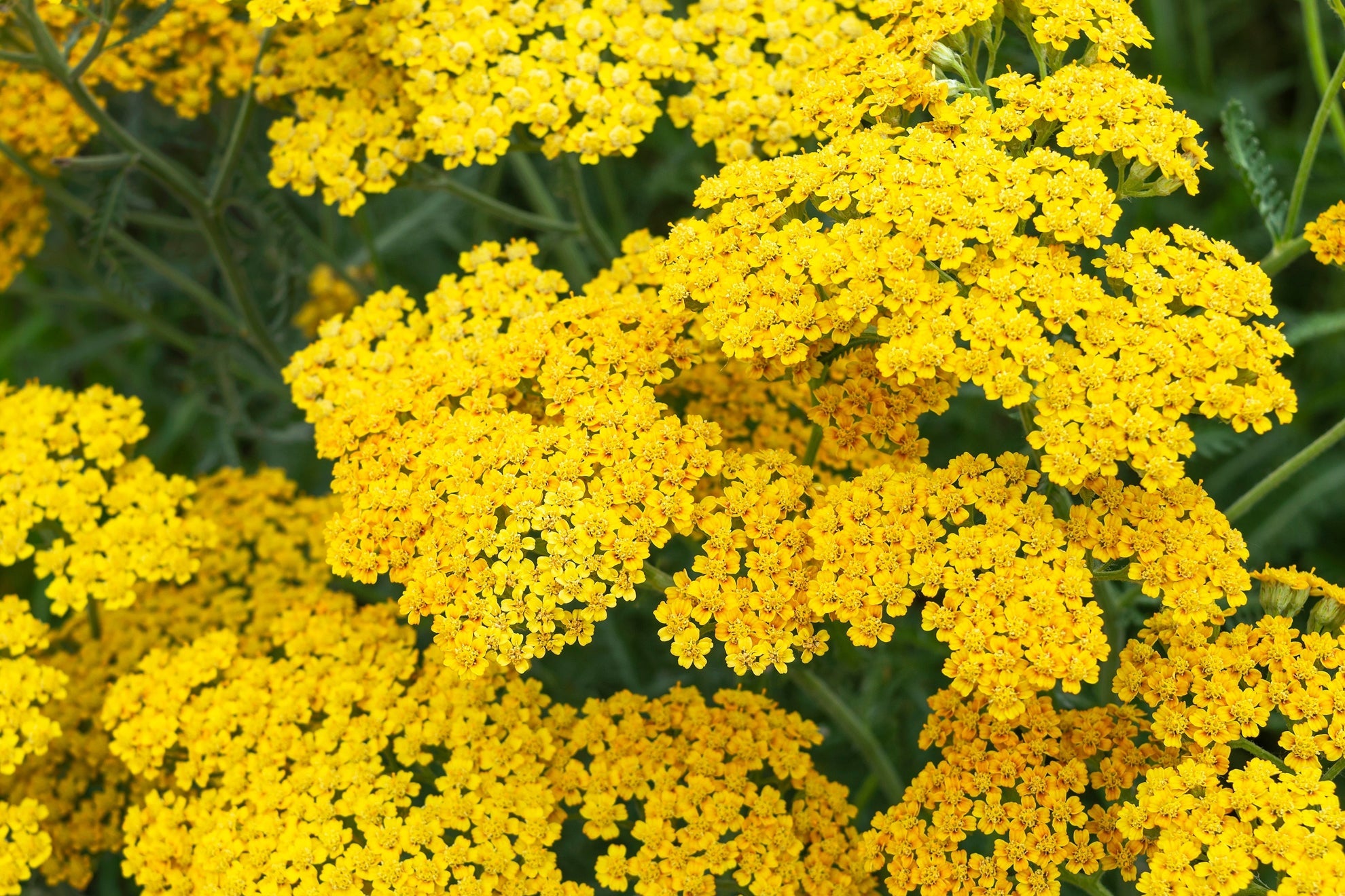 yellow flowering yarrow growing outdoors