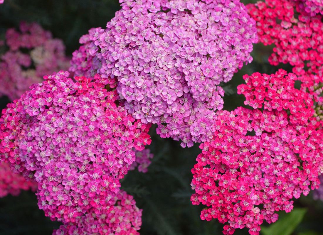 purple and pink flowering achillea plants growing next to each other in clusters