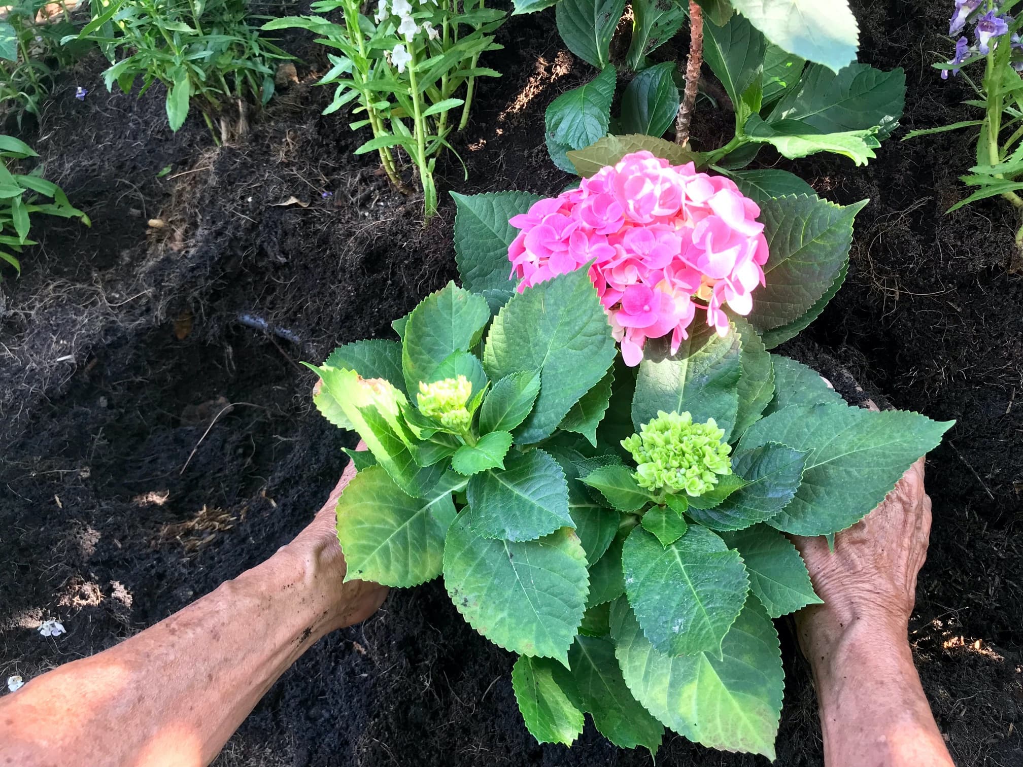 A gardener planting pink Hydrangea flower in ericaceous soil