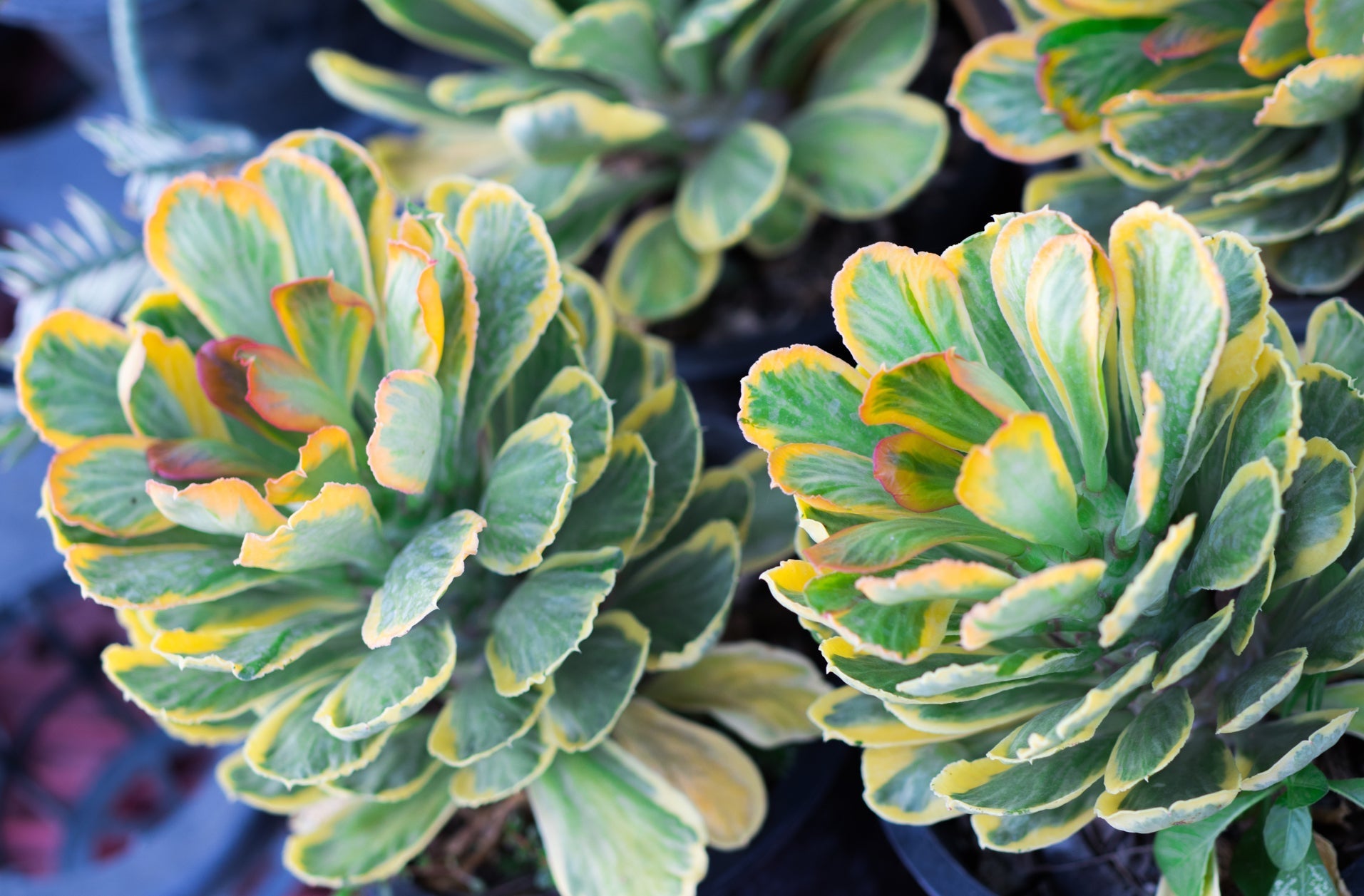 green aeonium succulents growing next to each other in pots