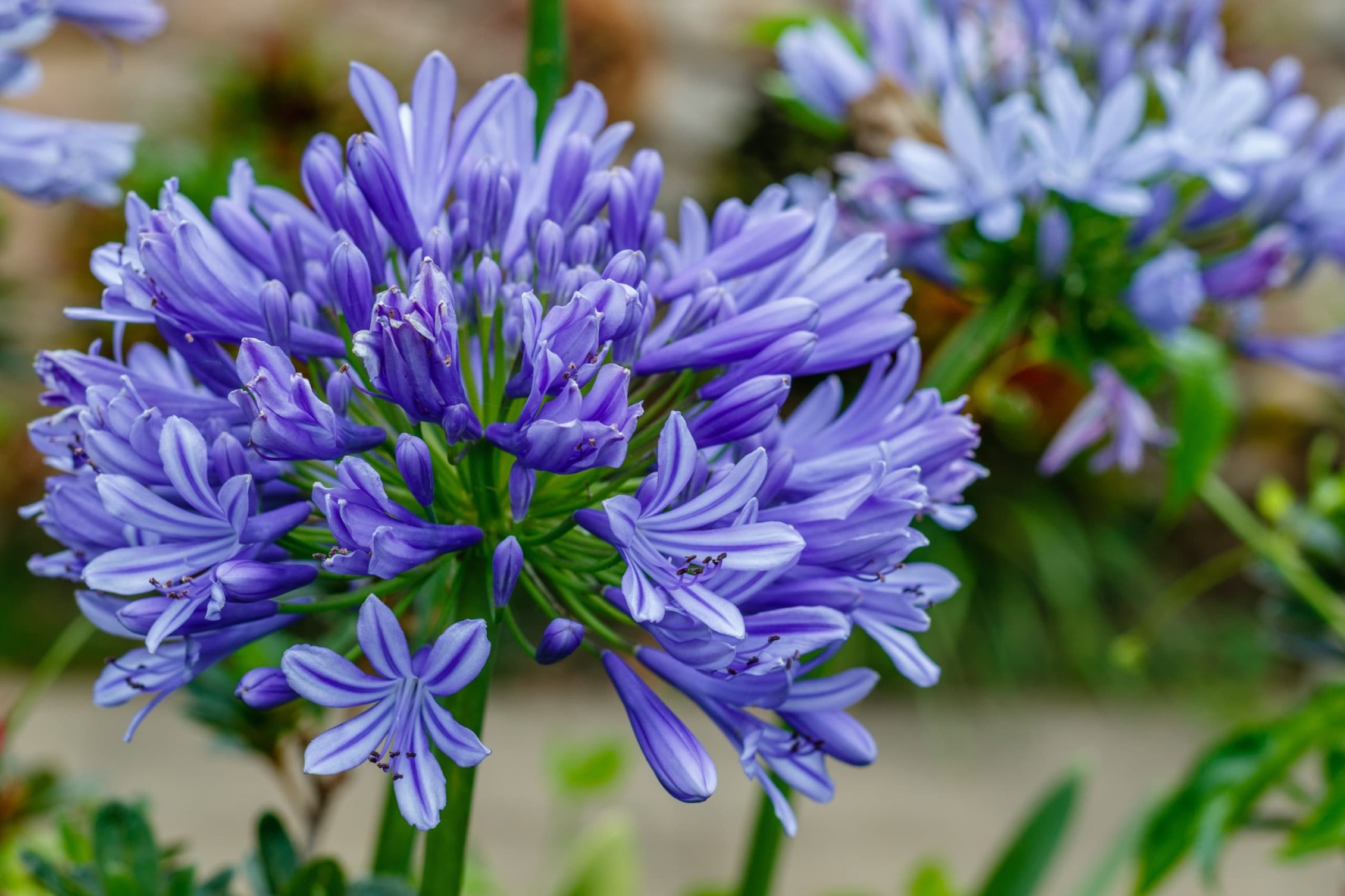 close up of a purple agapanthus flower