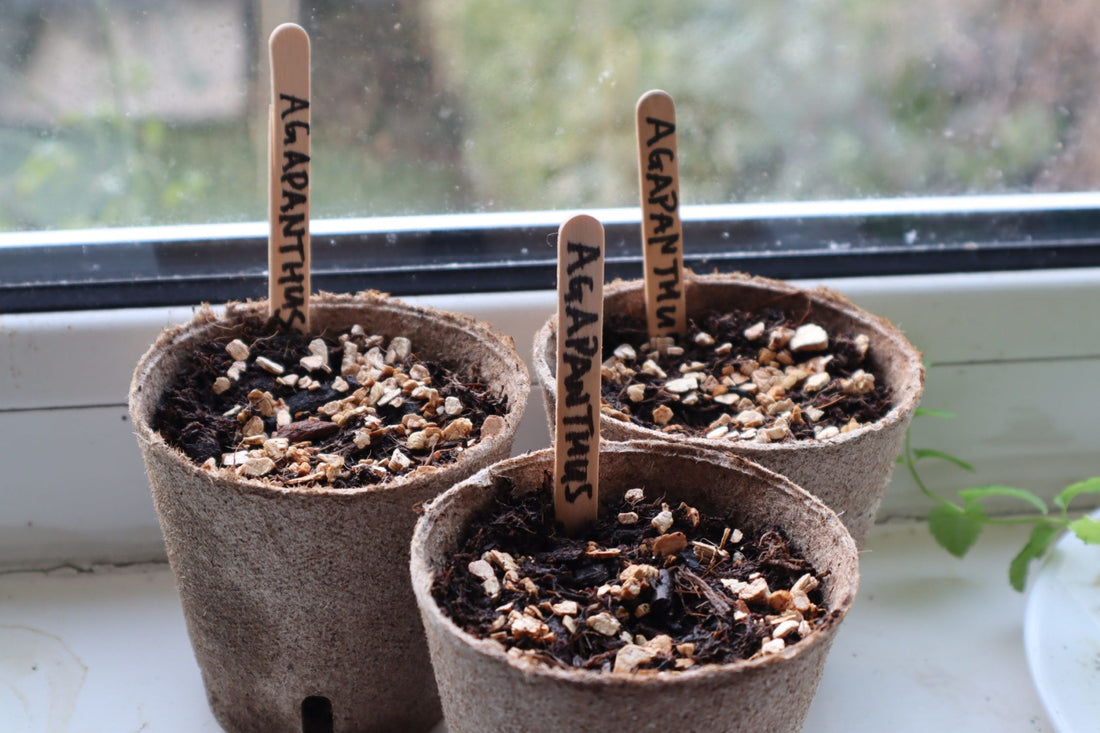 pots with agapanthus seed growing on a windowsill