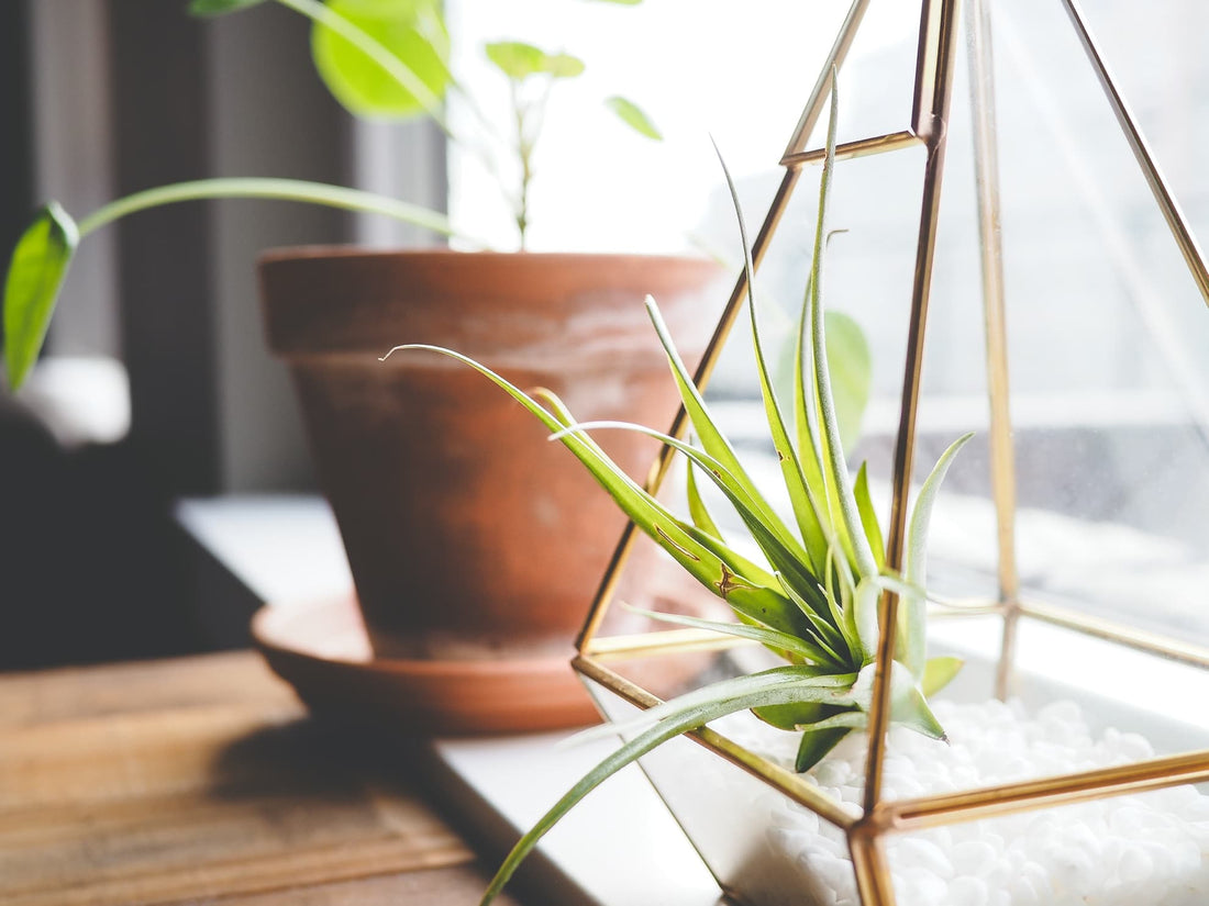 side view of plants in a terrarium and terracotta planter