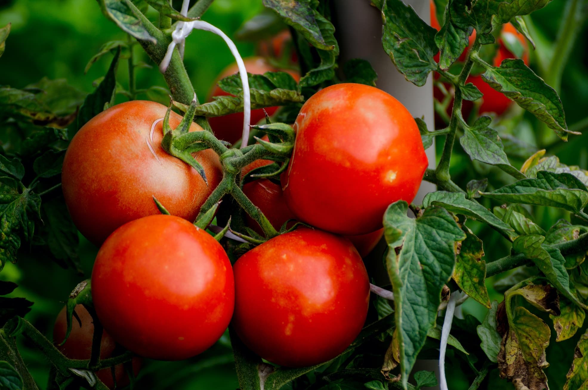alicante tomato fruits on the vine