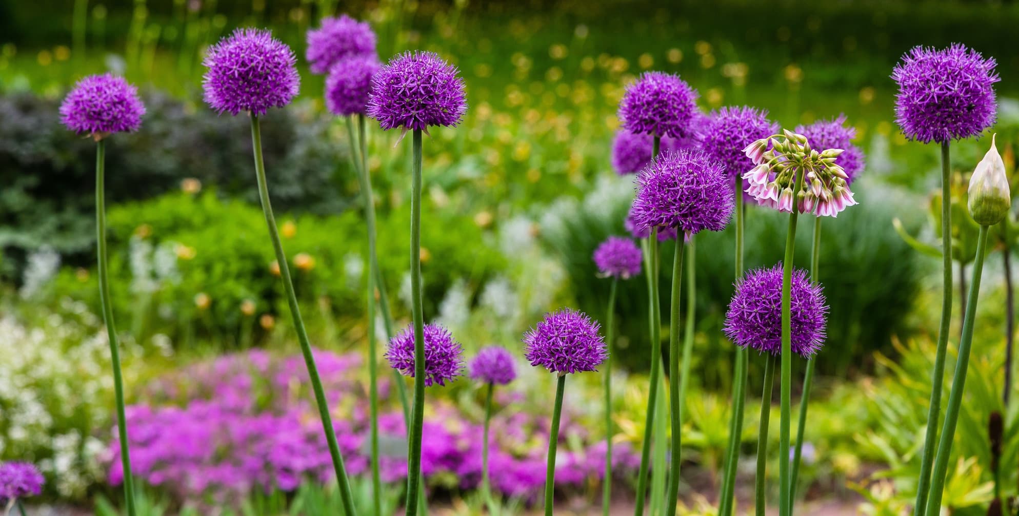 purple allium flowers with greenery in background