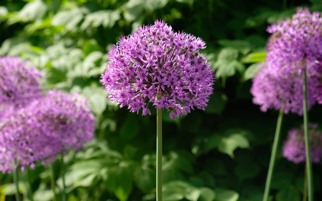 purple giant onion alliums in bloom with large globe shaped flowers