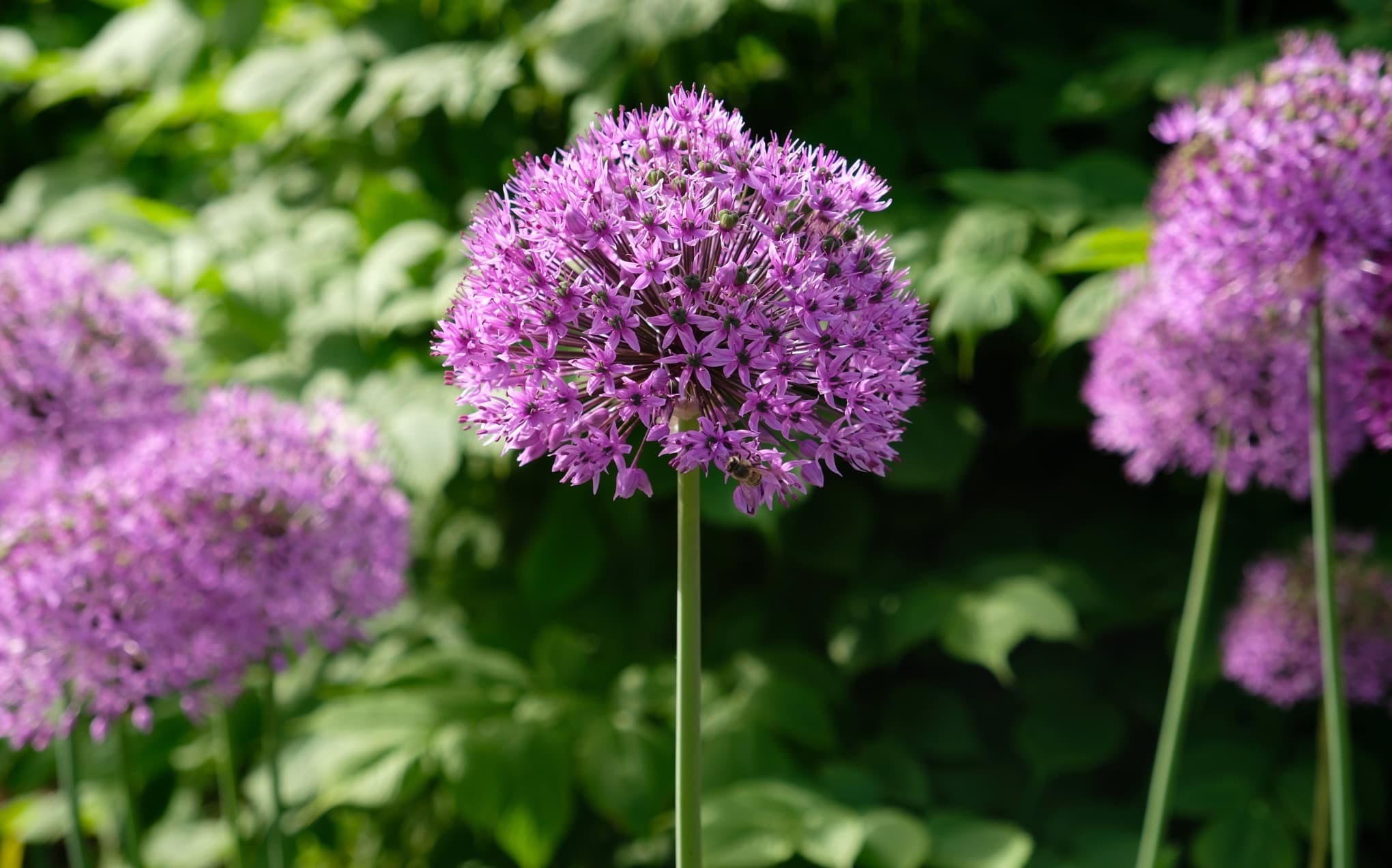 purple giant onion alliums in bloom with large globe shaped flowers