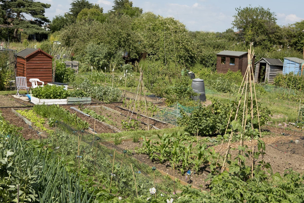 How To Start An Allotment: The Beginners Guide With Secrets From Expert ...