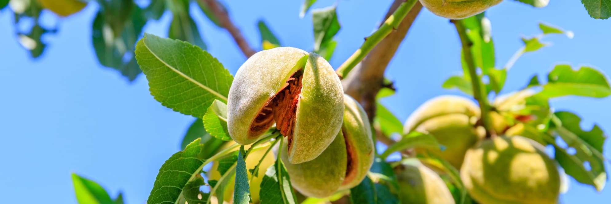 ripe almonds growing on a tree
