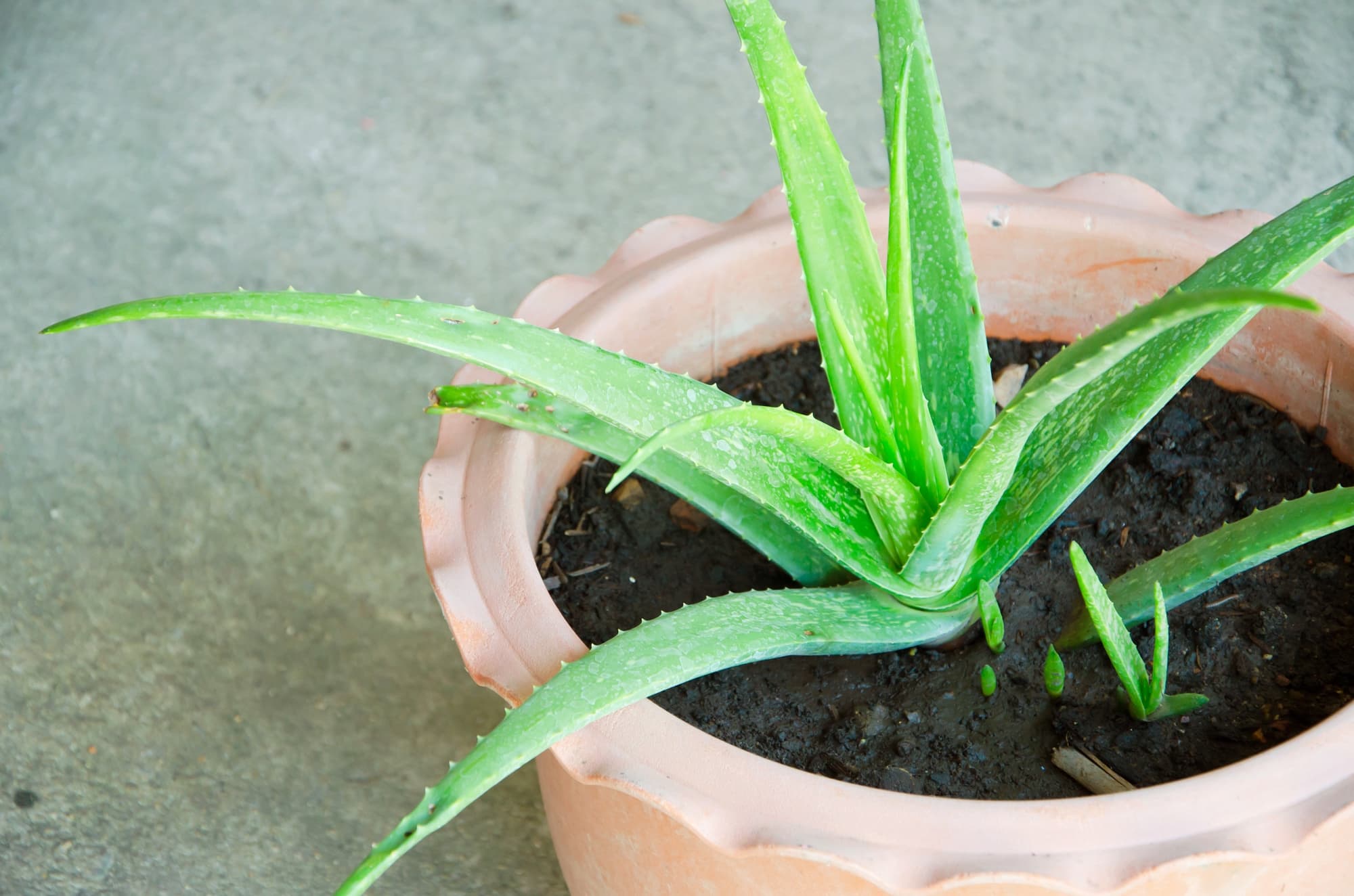 Aloe vera with spiny succulent leaves growing in a pot