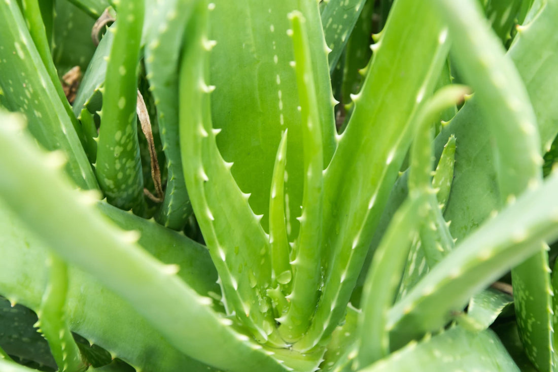 aloe vera plant with prickly succulent leaves that are long and ready for cutting