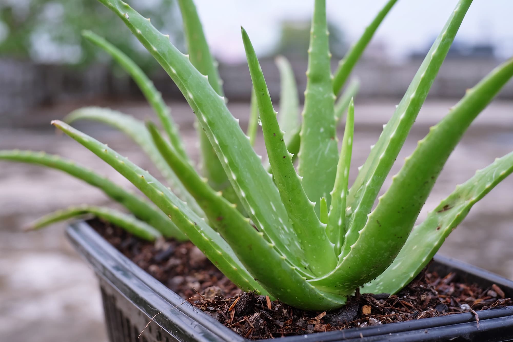 potted aloe vera plant with thick, long succulent leaves and ribbed edges