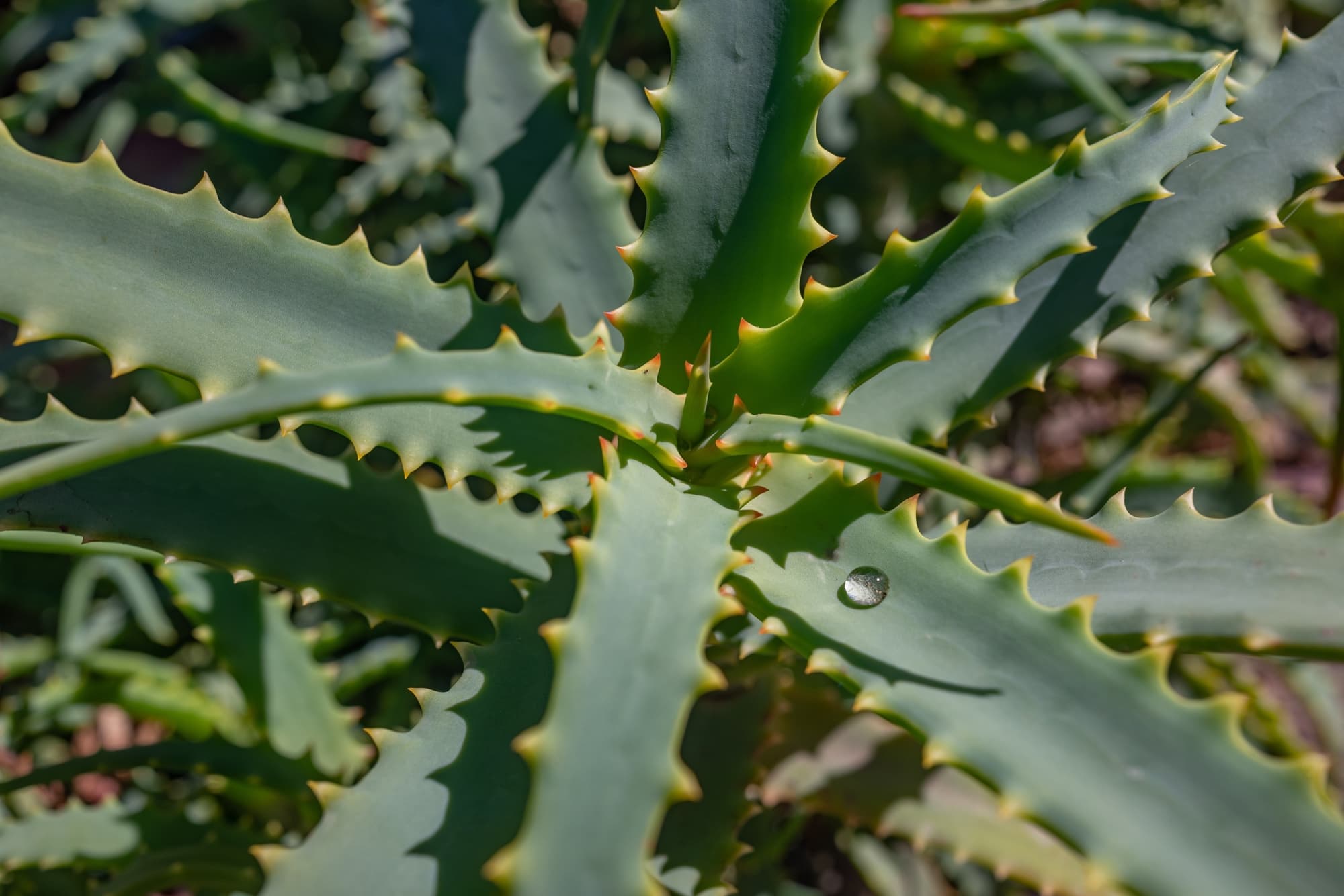 aloe vera plant with thick succulent leaves that are edged with orange spikes