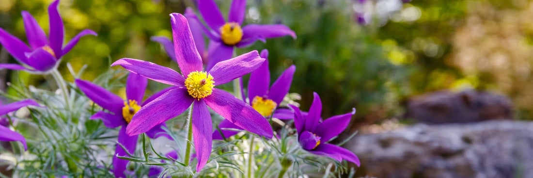 purple Pulsatilla vulgaris flowers with rocks in the background
