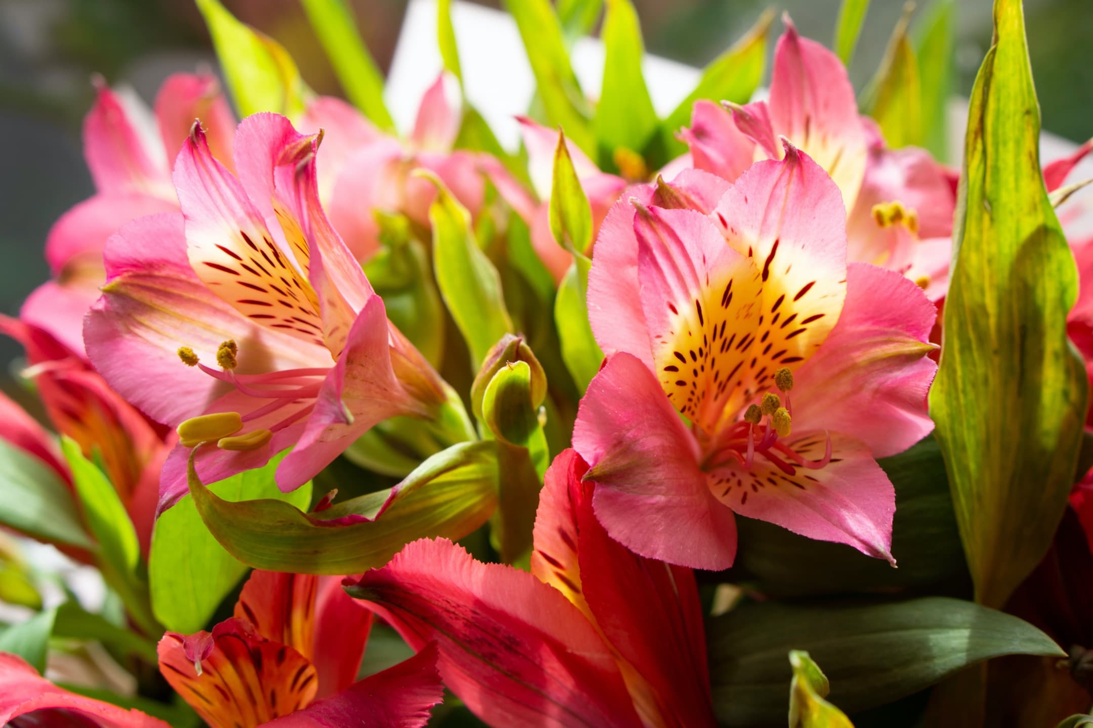 close up of pink alstroemeria flowers
