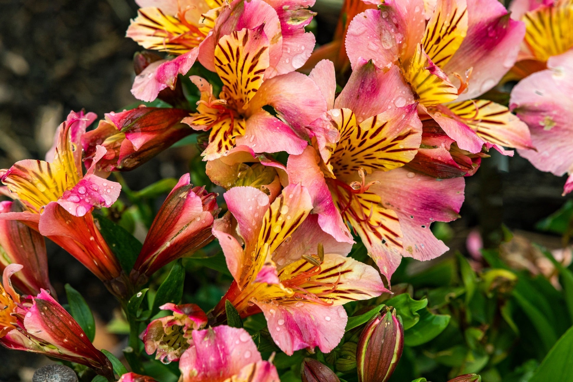 pink and yellow alstroemerias growing outside