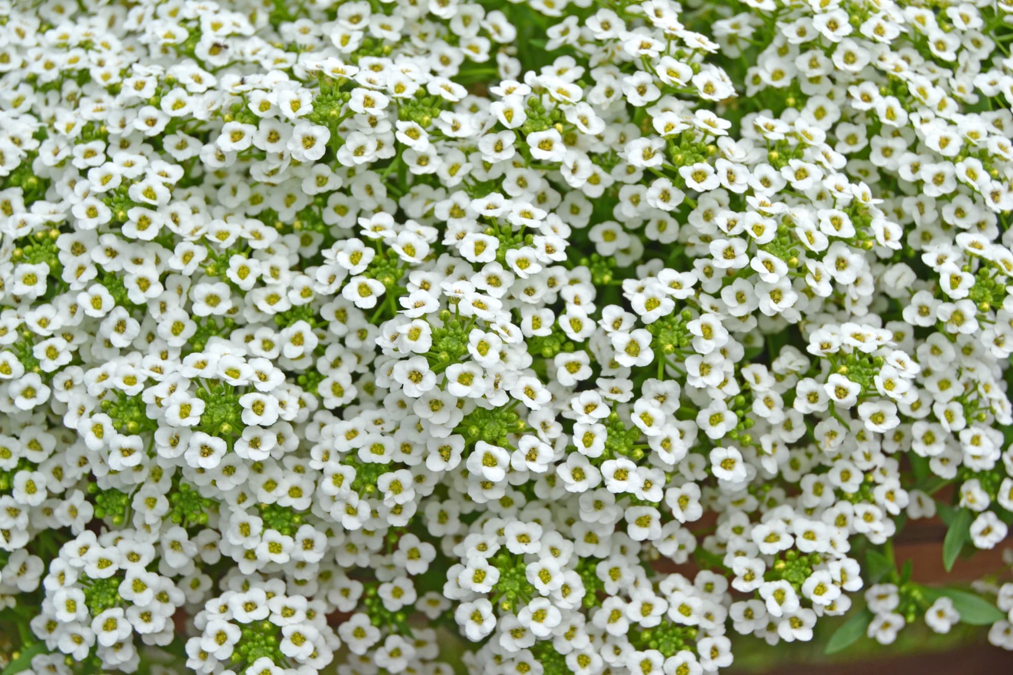 Alyssum maritimum with clusters of daisy-shaped white flowers